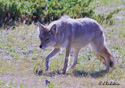 Canis latrans